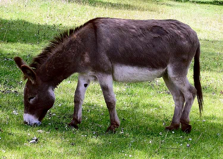 Photos with God Talking Donkey